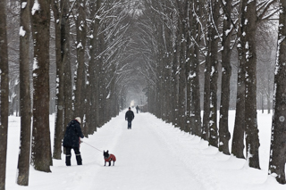 Winter, ein Stadtpark im Schnell. Bäume laufen als Allee einen Weg entlang, wenige Menschen im Schnee